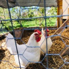 Kids Paradise! Chickens, Pool, Trampoline