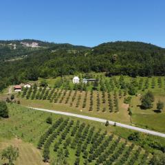 Kljajevica Orchard