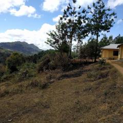 Usambara Green Forest