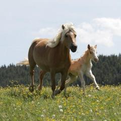 Haflinger Reiterhof Meura