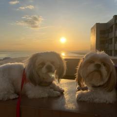 Cuddle & Doodlz’s Pet Friendly Place at The Radiance Manila Bay
