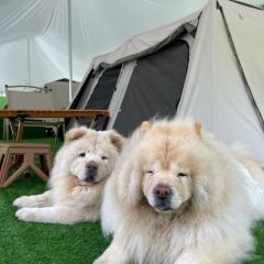 iGo Glamz 爱狗露营 Pet Friendly Glamping