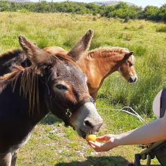 The Burren B&B