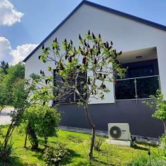 House Under The Maple Tree