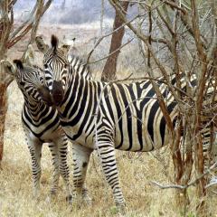 Ndlovu Log Home Dinokeng