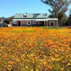 Marigold