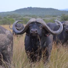 Bushwa Private Game Lodge