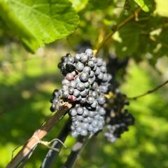 Cozy Rooms at Organic Vinery, Vesterhave Vingaard - see more at BY-BJERG COM