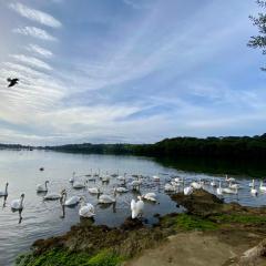 Curlews