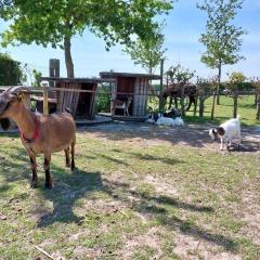 Le Kot'je - Les gites de La Petite Ferme Flamande