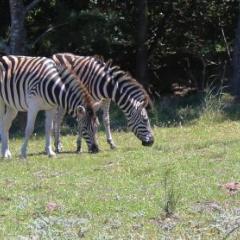 Wild Paradise Cottages