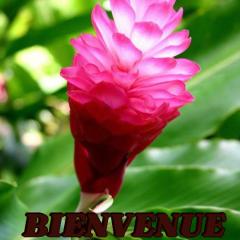 Alpinia