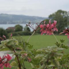 Rooming Green mit Seeblick