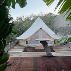 Yurt in Avocado garden