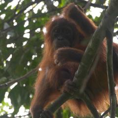Jungle Treking In Bukit Lawang Booking with us