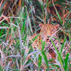 Tambopata Ecolodge