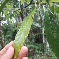 Amazonian Oropendola & tambopata