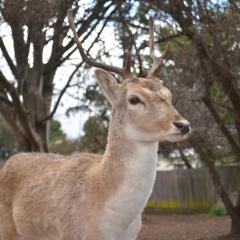 Deer Park Motor Inn Armidale