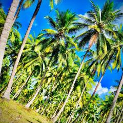 Coconut Hotel