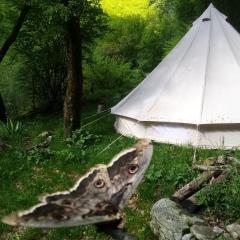 Grande Tente Tipi en pleine forêt