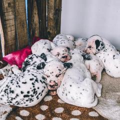 homestay Dalmatian