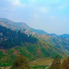 The Pine Of Golden Home Stay
