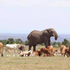 Orkiu Safari Camp