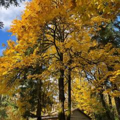 Whispering Pines Farmhouse
