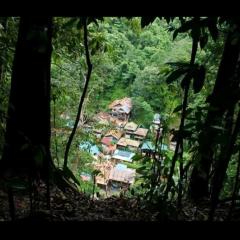 Bukit lawang free transpot free room