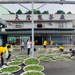 天隆民宿Tian Long Tea Farm HomeStay