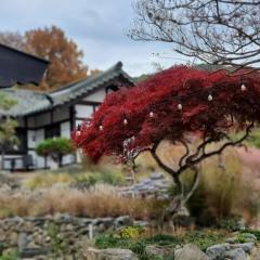 Naju Gotaeg Flowers are blooming on the mountain