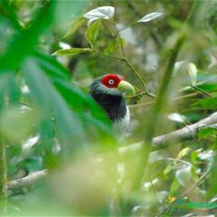 Nature Trails Inn Sinharaja