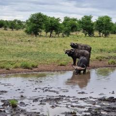 Africa Safari Serengeti Kusini