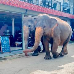 Elepath Lodge- Pinnawala