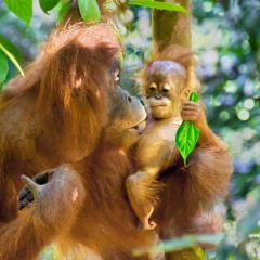 See Orangutan Sumatra
