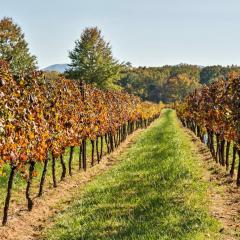 Afton Mountain Vineyard