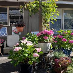A homestay with a cottage garden