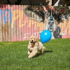 Sono Pet Clubs & Resorts VivaldiPark