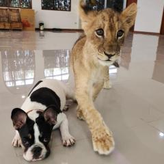 lion resort & cafe
