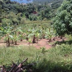 PT Jardin Farm