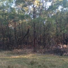 Forest Gama campsite