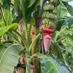Ratanakiri Farmhouse & Trekking