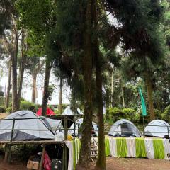Delo pine nest campsite