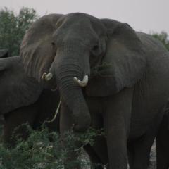 Kaoxa Bush Camp