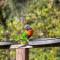 Lorikeet Holiday Park