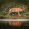 Tiger Corner Inn Homestay