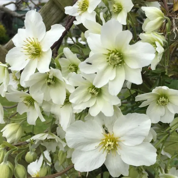 Clematis House Gloucester Road，位于斯特劳德的酒店