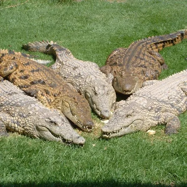 Crocodile Lodge cc，位于Olifantsfontein的酒店