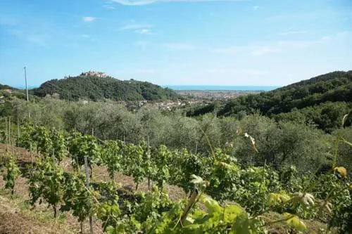 La Sarticola，位于Luni的酒店