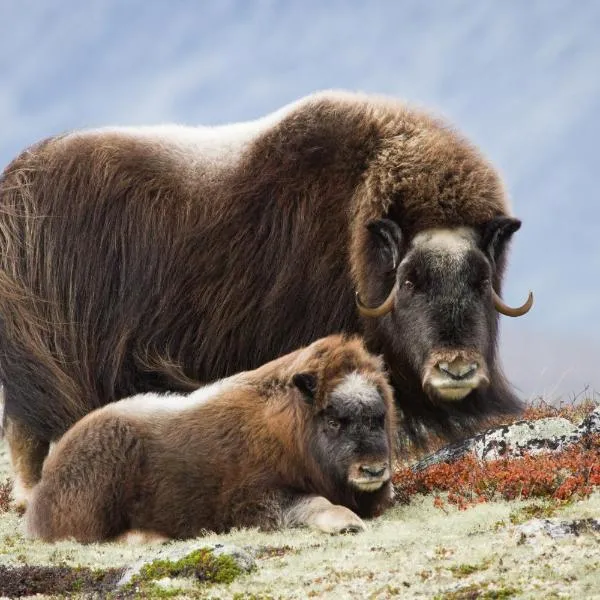 Basecamp Frich`s Hjerkinn，位于Hjerkinn的酒店